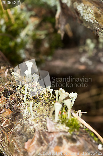 Image of Lichen and moss