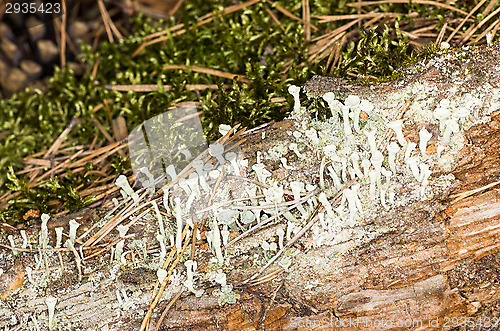 Image of Lichen and moss