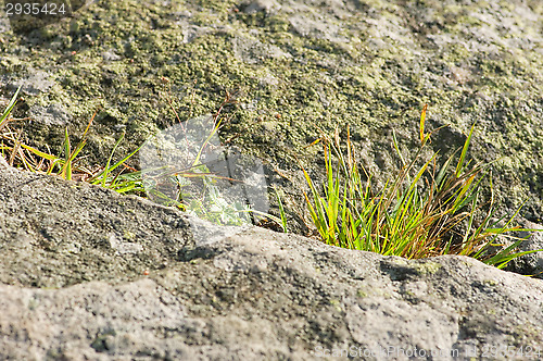 Image of Grass