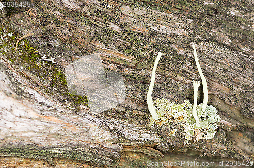 Image of Lichen