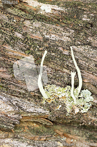 Image of Lichen