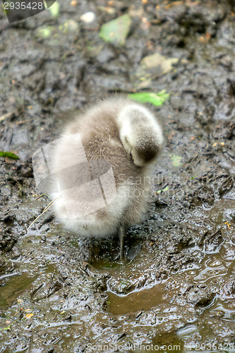 Image of Branta leucopsis