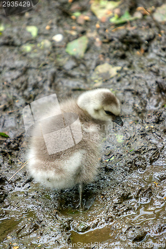 Image of Baby goose