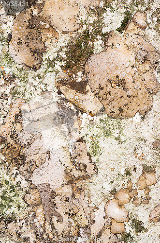 Image of Lichen