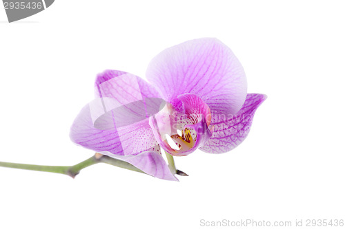 Image of Beautiful purple orchid on white background