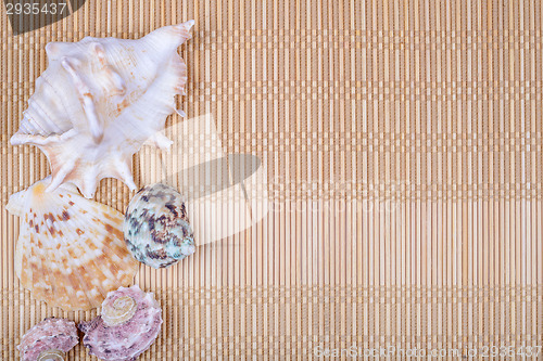 Image of Assorted seashells on bamboo background