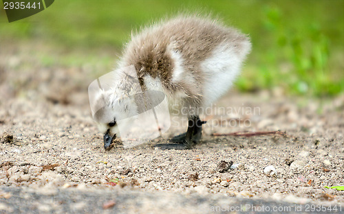 Image of Baby goose