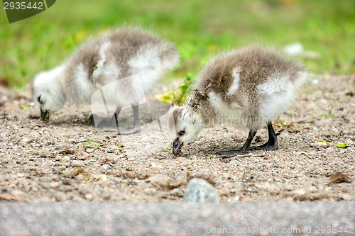 Image of Baby goose