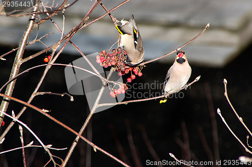 Image of Waxwing