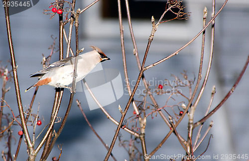 Image of Waxwing