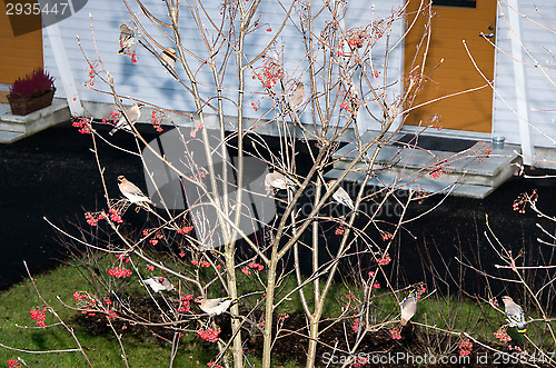 Image of Waxwing