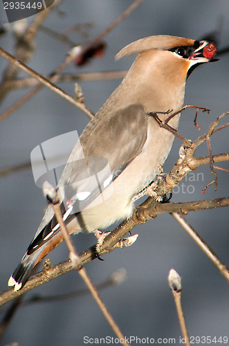 Image of Bombycilla garrulus