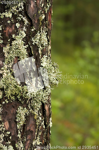 Image of Lichen