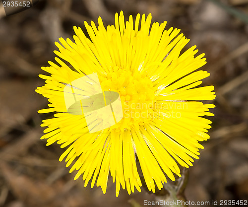 Image of Coltsfoot