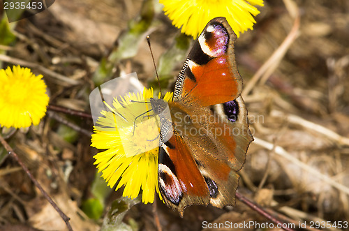 Image of Butterfly