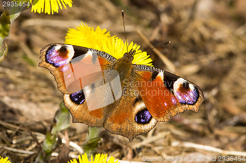 Image of Butterfly