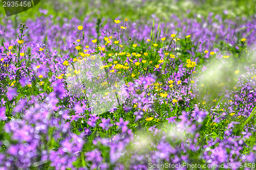 Image of Meadow