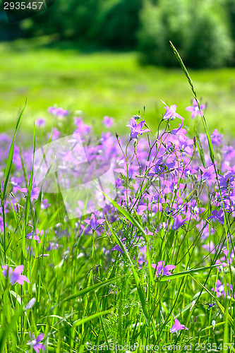 Image of Meadow