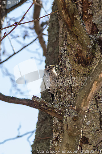 Image of Woodpecker