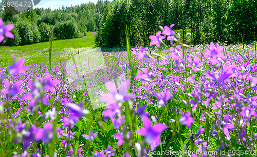 Image of Meadow