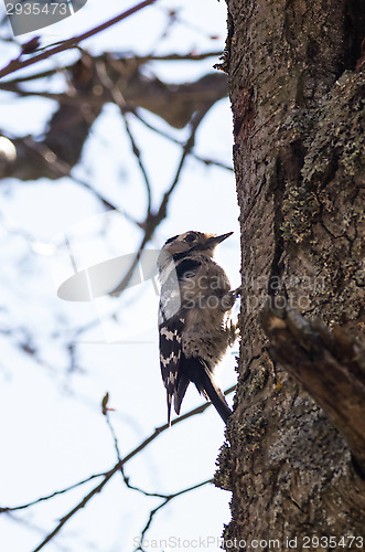 Image of Woodpecker