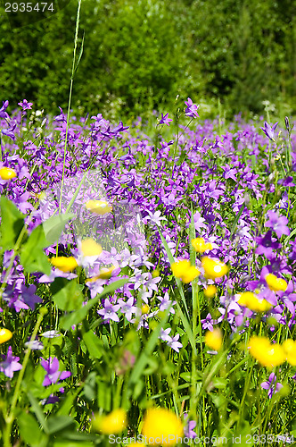 Image of Flowers