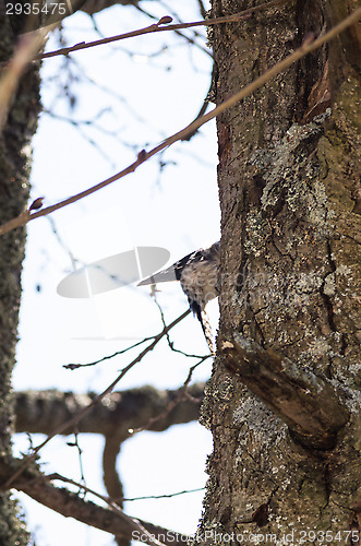 Image of Woodpecker