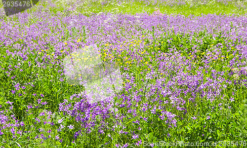 Image of Blossoms