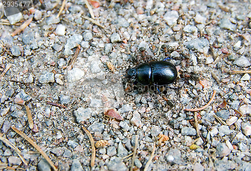 Image of Beetle