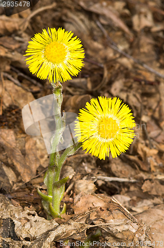 Image of Tussilago farfara