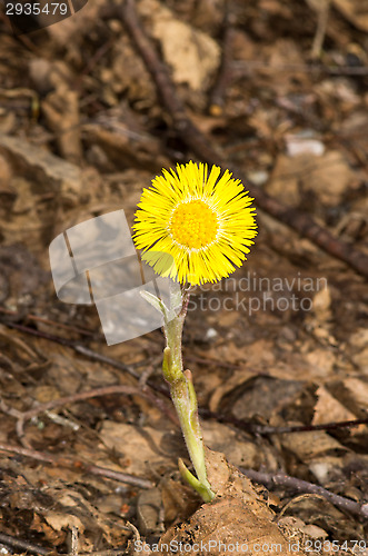 Image of Tussilago farfara