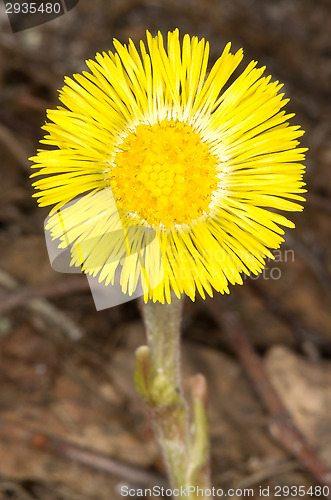 Image of Tussilago farfara