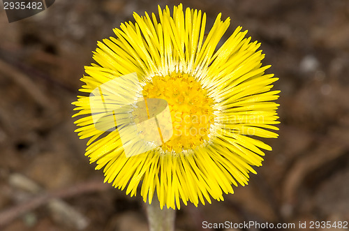 Image of Coltsfoot