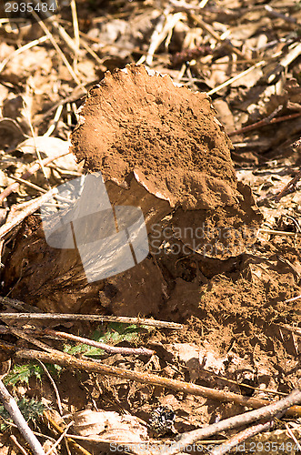 Image of Mushrooms