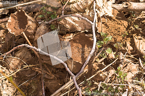 Image of Mushrooms