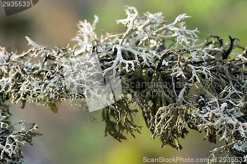 Image of Lichen