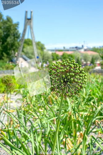Image of Flowers