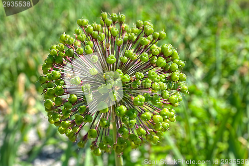 Image of Flowers