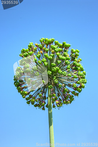 Image of Flower