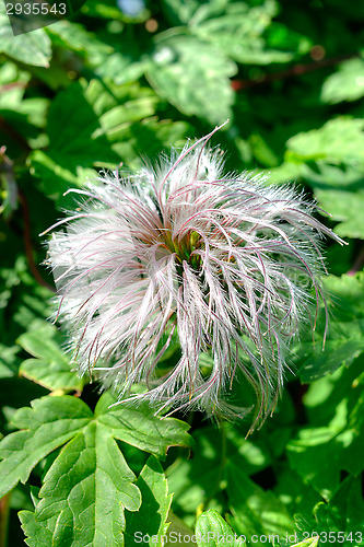 Image of Hairy flower