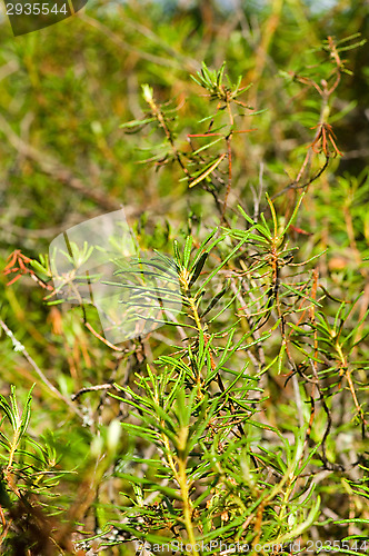 Image of Juniper