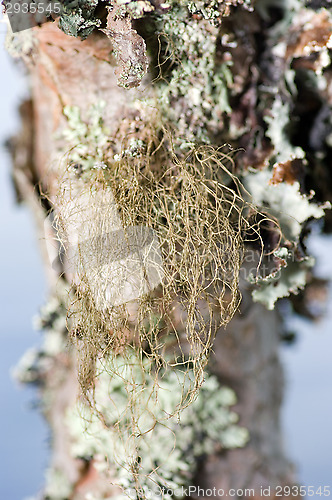 Image of Lichen
