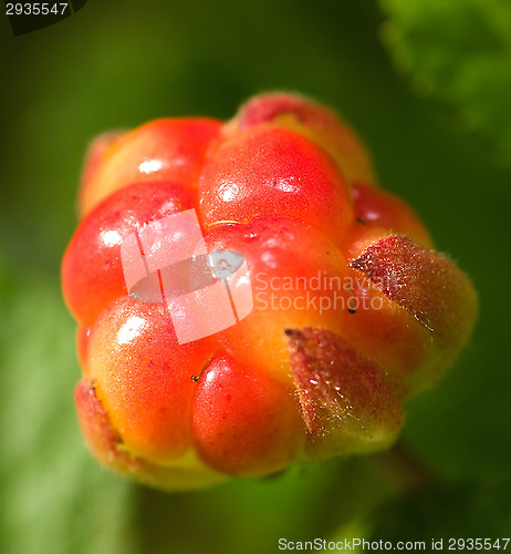 Image of Cloudberry