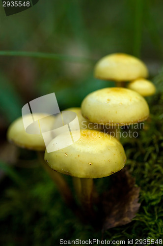 Image of Mushrooms