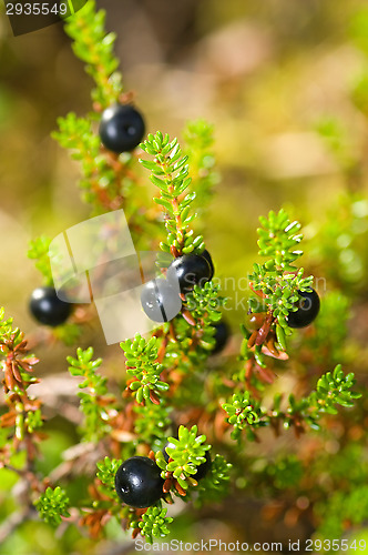 Image of Juniper