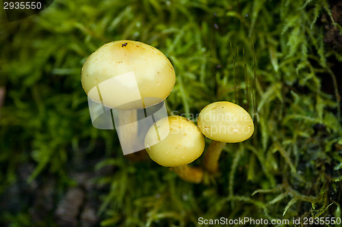 Image of Mushrooms