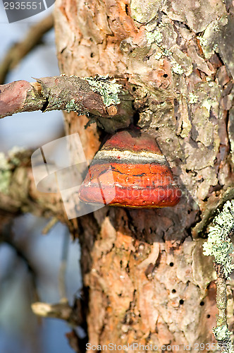 Image of Polypore