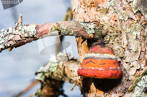 Image of Polypore