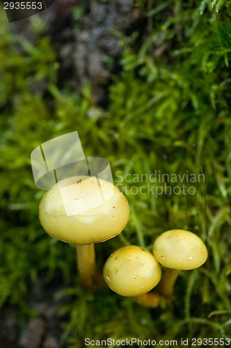 Image of Mushrooms
