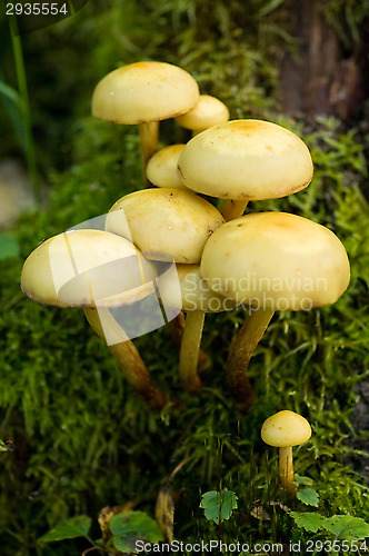 Image of Mushrooms
